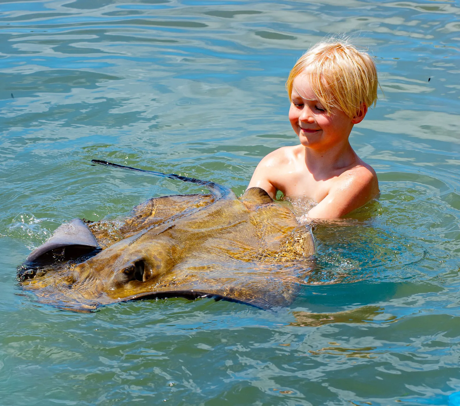A smiling young guest beside a stingray at the water’s surface.